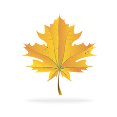 Obraz premium Autumn. Maple leaf. Vector. 