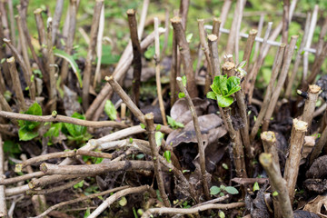 tiny green plants growing back on a cut down plant