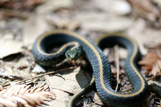 Santa Cruz Gartersnake - Thamnophis atratus atratus. Juvenile garter snake in defensive posture. Santa Cruz Mountains, California, USA.