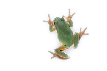 a green treefrog Hyla annectans