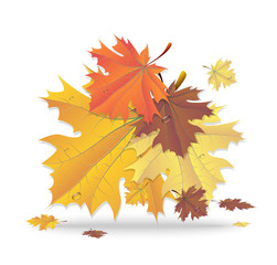 Autumn. Maple leaf. Vector. 