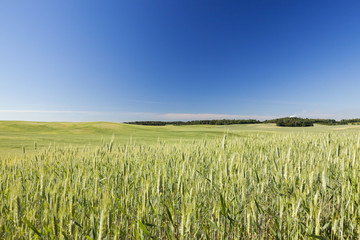 Field with cereal