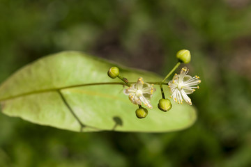 inflorescence linden closeup