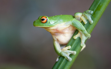 Red Eyed Green Tree Frog