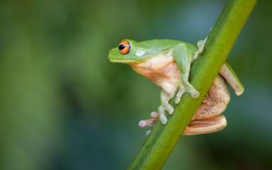 Red Eyed Green Tree Frog