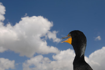 Phalacrocorax auritus