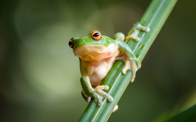 Obraz premium Red Eyed Green Tree Frog