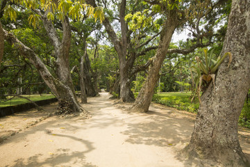 Path between trees in the Botanic Garden in Rio de Janeiro Brazil