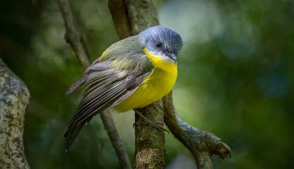 Obraz premium Eastern Yellow Robin