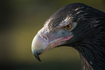 Australian Wedge Tailed Eagle