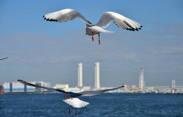 Scene of two seabirds flying in the sea of the port