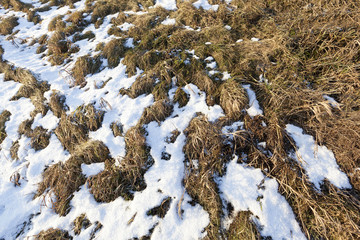 Old grass abd snow