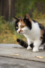 Tortoiseshell cat in autumn Park
