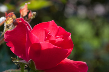 Obraz premium Red Rose