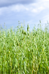 the green Oat