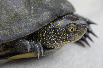 Ordinary river tortoise of temperate latitudes. The tortoise is an ancient reptile.