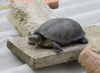 Ordinary river tortoise of temperate latitudes. The tortoise is an ancient reptile.