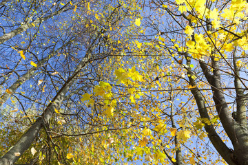 yellowed maple trees in autumn
