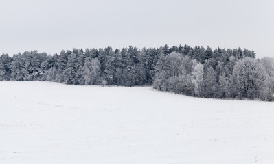 Fototapeta premium Winter landscape with forest