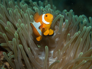 Naklejka na ściany i meble Anemonefish with anemone under water
