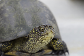 Ordinary river tortoise of temperate latitudes. The tortoise is an ancient reptile.