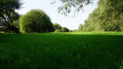 Obraz premium Park and Nature with its beaty