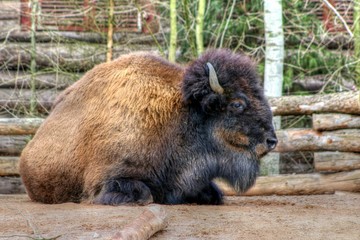 Fototapeta premium Germany