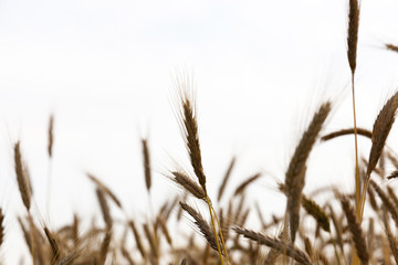 Obraz premium Wheat field