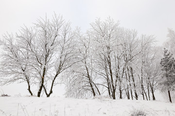 Obraz premium Frost in the trees