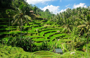 Beautiful rice terraces in the morning at Tegallalang village, Ubud, Bali, Indonesia. - obrazy, fototapety, plakaty