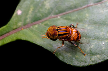 wild bee standing on green leaf