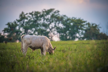 white cow grazing