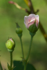Pink Rose Bud