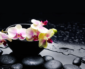 orchid in bowl with black stones on wet pebbles 