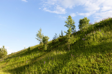Trees hill sky grass