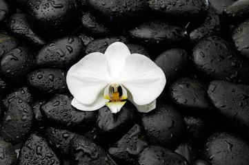  Macro of white orchid on wet black wet stones  © Mee Ting
