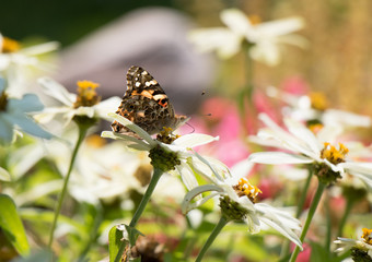 Painted Lady Butterfly as it Migrates to Mexico