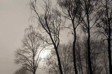Trees without leaves in the fog