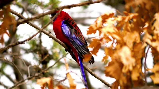 A colorful perroquet nibbles on some food while sitting in a tree