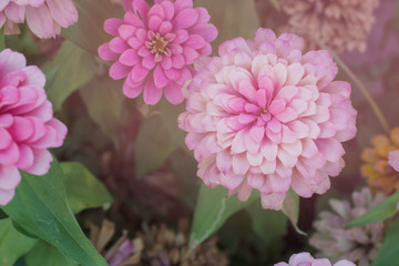 close up pink zinnia flowers in garden, filtered tones