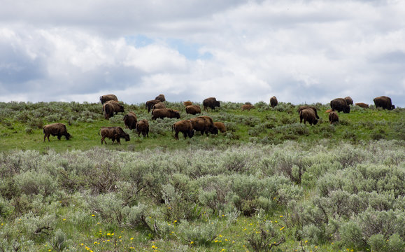 Herd of bison grazing on grass with sagebrush in the foreground and clouds and blue sky in the background.