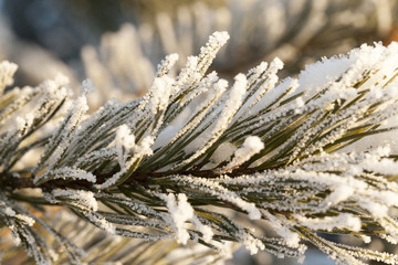 Pine with a frost