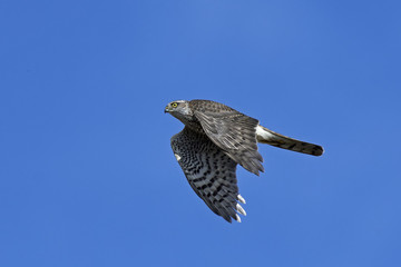 Eurasian sparrowhawk (Accipiter nisus)