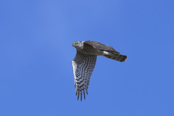 Eurasian sparrowhawk (Accipiter nisus)