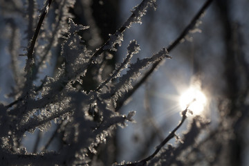 Hoarfrost on the branches of a tree