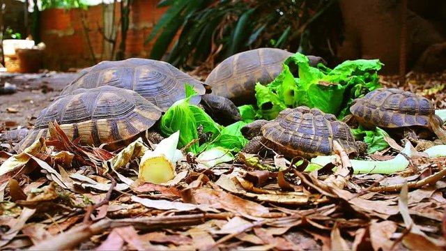 Terrestrial turtles eat salad, the little turtle in front.