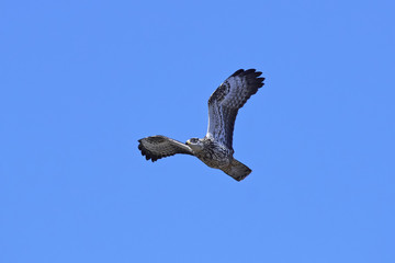 European honey buzzard (Pernis apivorus)
