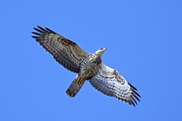 European honey buzzard (Pernis apivorus)