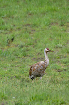 Sandhill crane standing in a green grassy field. Photographed in Yellowstone National Park in natural light.