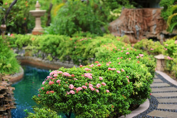 Fototapeta na wymiar Beautiful garden at tropical resort